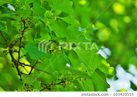 Small white thorn flowers (spring, April) Small white thorn flowers (spring, April) 103420555