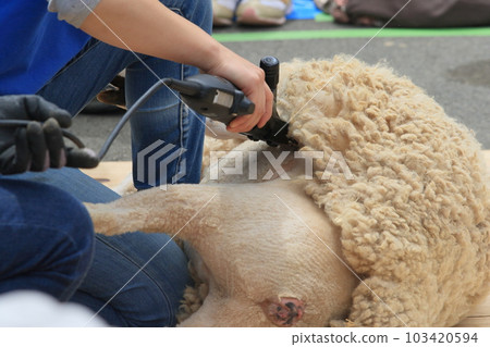 Sheep shearing Sheep shearing 103420594