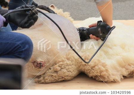 Sheep shearing Sheep shearing 103420596