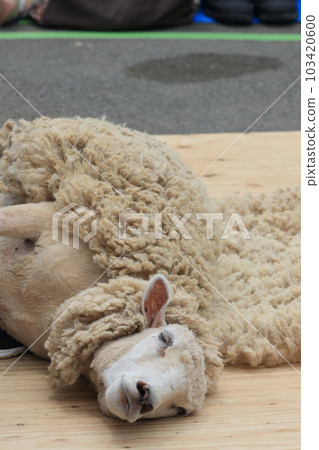 Sheep shearing Sheep shearing 103420600
