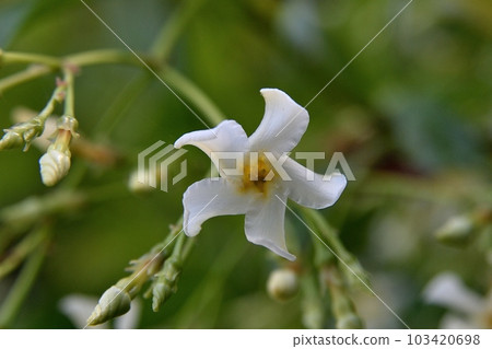 茶Cazra花 103420698