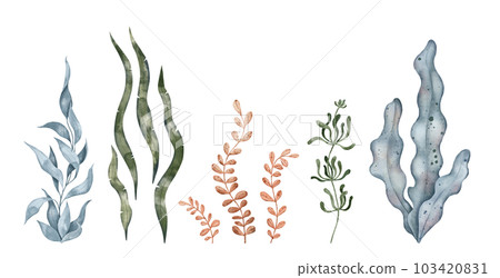 Blue and green seaweed algae leaves, kelp. Underwater plant. Hand drawn watercolor illustration. Marine design elements for print, label, packaging paper, cosmetic, food, card 103420831