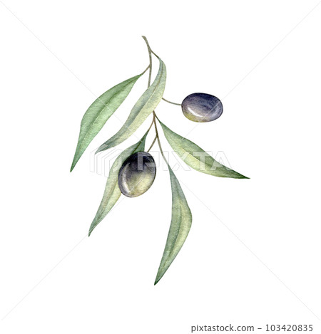 Olive branches, leaves and black berries. Olive fruit and tree branches with leaves. Hand drawn watercolor illustration. Floral plant design for wedding invitation, label, pack, stationery, greeting 103420835