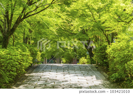 Manshu-in Monzeki Stone-paved approach to a tunnel of fresh greenery (Ichijoji, Sakyo-ku, Kyoto) 103421010
