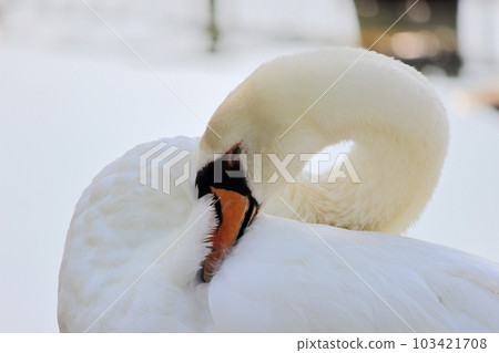Swan to groom Swan to groom 103421708