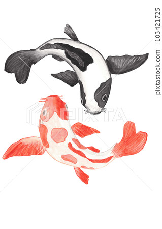 Koi carp. watercolor illustration 103421725