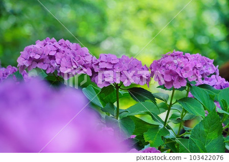 Hydrangea at Hondoji Matsudo City, Chiba Prefecture 103422076