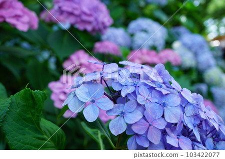 Hydrangea at Hondoji Matsudo City, Chiba Prefecture 103422077