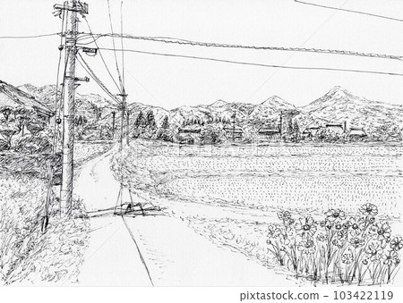 Rice field in early summer after rice planting 103422119