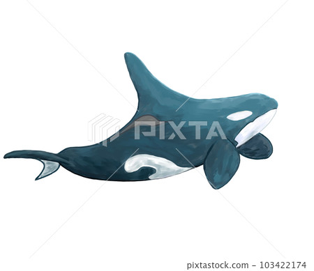 Swimming killer whale-thick coating 103422174