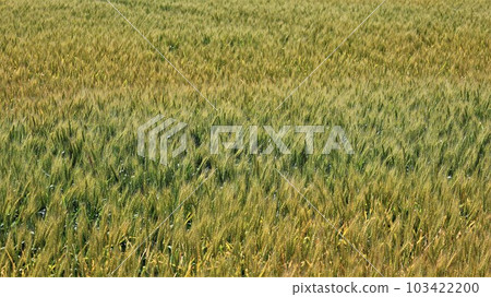 Wheat field (with video) 103422200