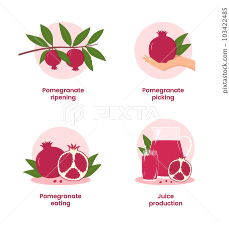 The path of the pomegranate from the branch to the table. Set of 4 pictures. Fresh pomegranate juice. Vector illustration in a flat style. 103422485