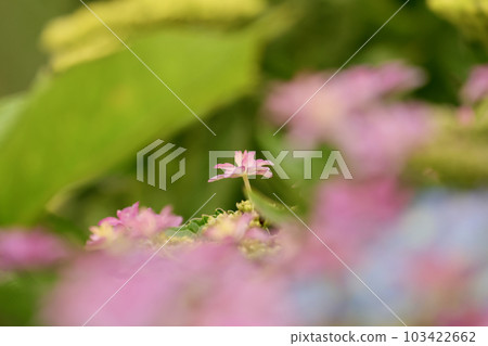 繡球花 103422662