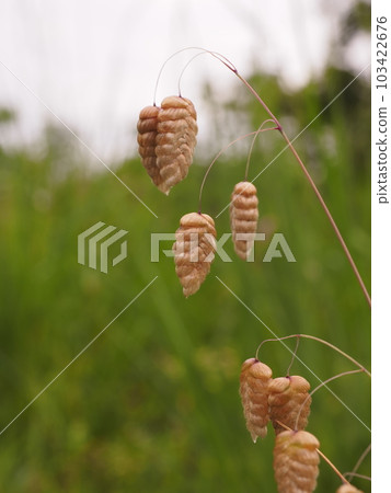 Madder beetle 103422676