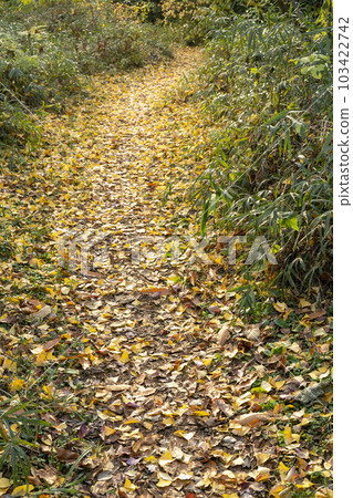 銀杏落葉 道路變黃 103422742