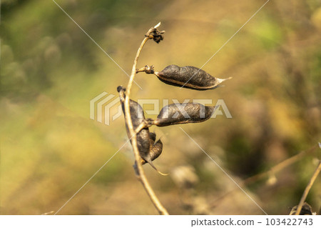 紫色紅三葉草果實，具有豆科植物特有的華麗豆莢 103422743