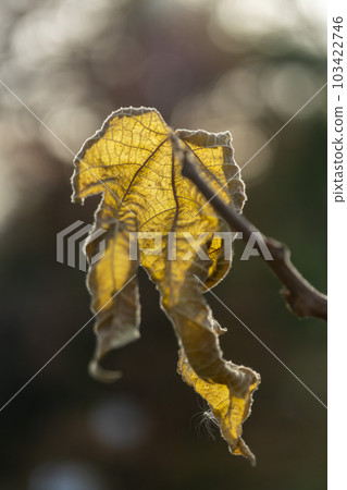 Withered leaves of paper mulberry, a raw material for Japanese paper 103422746
