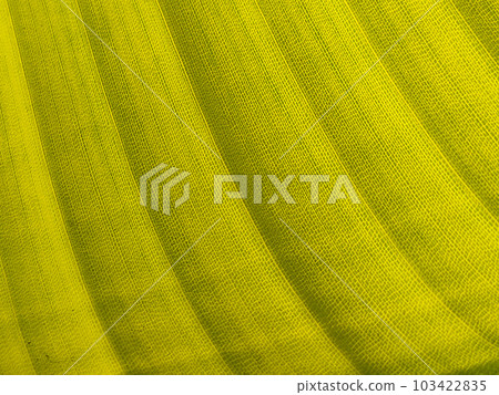 Texture of exotic green banana leave, asymmetric lines. Close-up. Texture of exotic green banana leave, asymmetric lines. Close-up. 103422835