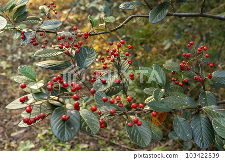 秋天帶紅色漿果的枸子家族 103422839