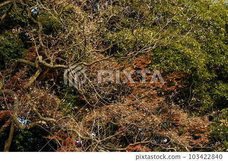 以白色種子為特徵的南京蝦虎魚 以白色種子為特徵的南京蝦虎魚 103422840