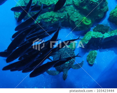 Group of fish Group of fish 103423444
