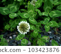 four Leaf Clover  103423876