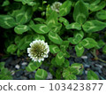 four Leaf Clover  103423877