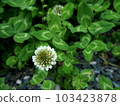 four Leaf Clover  103423878