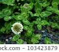 four Leaf Clover  103423879