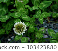 four Leaf Clover  103423880