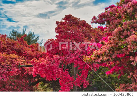 五顏六色的杜鵑花懸垂 五顏六色的杜鵑花懸垂 103423905