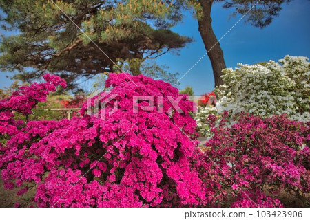 厚厚的杜鵑花 厚厚的杜鵑花 103423906