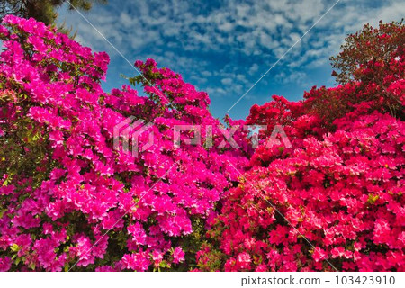 紅杜鵑花比賽 紅杜鵑花比賽 103423910