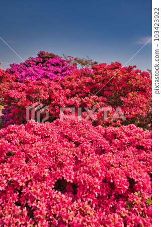 Azalea filling the Oka Azalea filling the Oka 103423922