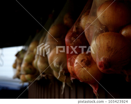 onion onion 103423924