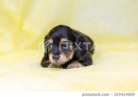 Puppy Kaninhen Dachshund 103424009