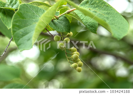 日本橫濱市景 Hakuunboku(白雲樹)。果子……花語華麗,愛的旅程,開朗的人=5月31日 日本橫濱市景 Hakuunboku(白雲樹)。果子……花語華麗,愛的旅程,開朗的人=5月31日 103424188