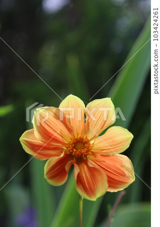 陽光下的大麗花 103424261