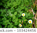 Dandelion's fluff 103424456