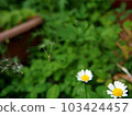 Dandelion's fluff 103424457