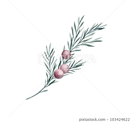 Twig of rosemary with leaves and red berries. Taxus baccata. Juniper essential oil. Kitchen herbs branch and spice. Hand drawn watercolor illustration for banner, label, package, pattern 103424622