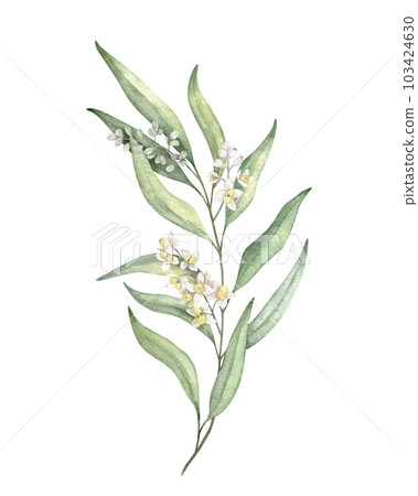 Olive branches, leaves and flowers. Olive fruit and tree branches with leaves. Hand drawn watercolor illustration. Floral plant design for wedding invitation, label, pack, stationery, greeting Olive branches, leaves and flowers. Olive fruit and tree branches with leaves. Hand drawn watercolor illustration. Floral plant design for wedding invitation, label, pack, stationery, greeting 103424630