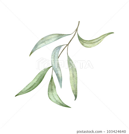 Green leaf branches. Greenery foliage, Eucalyptus, olive Botanical design element. Hand drawn watercolor illustration for greeting card, wedding invitation, pack, stationary. Green leaf branches. Greenery foliage, Eucalyptus, olive Botanical design element. Hand drawn watercolor illustration for greeting card, wedding invitation, pack, stationary. 103424640
