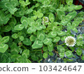 four Leaf Clover  103424647