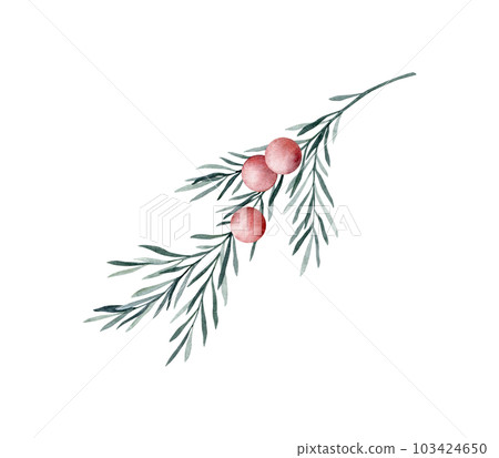 Set of twigs of rosemary with leaves and red berries. Taxus baccata. Juniper essential oil. Kitchen herbs branch and spice. Hand drawn watercolor illustration for banner, label, package, pattern 103424650