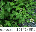 four Leaf Clover  103424651