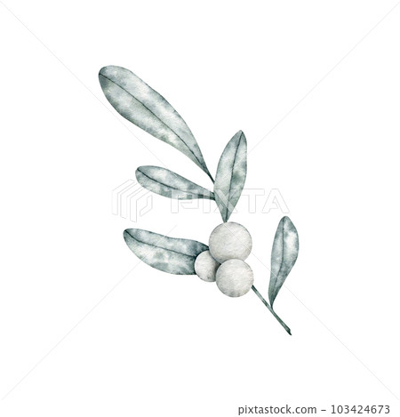 Symphoricarpos, commonly known as the snowberry, waxberry, or ghostberry. Deciduous shrub with white berries. Hand drawn watercolor illustration for greeting card, wedding invitation 103424673