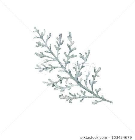 Dusty Miller, Silver Jacobaea maritima plant. Winter botanical leaves. Hand drawn watercolor illustration. Floral plant design for wedding invitation, label, pack, christmas, greeting, wallpaper Dusty Miller, Silver Jacobaea maritima plant. Winter botanical leaves. Hand drawn watercolor illustration. Floral plant design for wedding invitation, label, pack, christmas, greeting, wallpaper 103424679