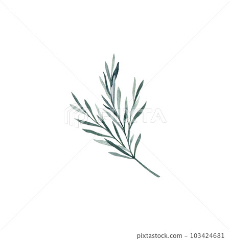 Twig of rosemary with leaves. Taxus baccata. Juniper essential oil. Kitchen herbs branch and spice. Hand drawn watercolor illustration for banner, label, package, pattern 103424681