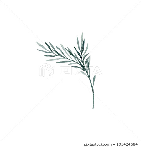 Twig of rosemary with leaves. Taxus baccata. Juniper essential oil. Kitchen herbs branch and spice. Hand drawn watercolor illustration for banner, label, package, pattern Twig of rosemary with leaves. Taxus baccata. Juniper essential oil. Kitchen herbs branch and spice. Hand drawn watercolor illustration for banner, label, package, pattern 103424684